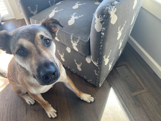 Dog sitting on a floor near a flush, floor-matched vent cover